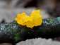 Aranyos rezgőgomba (Tremella mesenterica), Naszály-hegy
